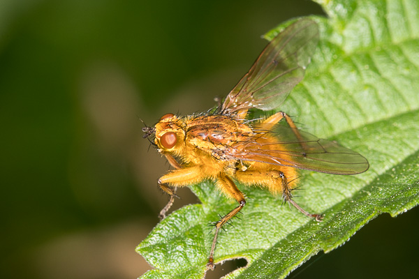 cuchna nawozowa 
Scathophaga stercoraria 
yellow dung fly 
Zakole Wawerskie, Warszawa 
owady, muchówki