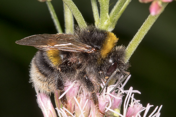 (trzmiel) 
Bombus (Bombus) 
(bumblebee) 
Zakole Wawerskie, Warszawa 
owady, błonkoskrzydłe, pszczoły, trzmiele