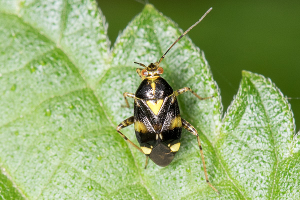 lulek małoplamek 
Liocoris tripustulatus 
common nettle bug 
Zakole Wawerskie, Warszawa 
owady, pluskwiaki