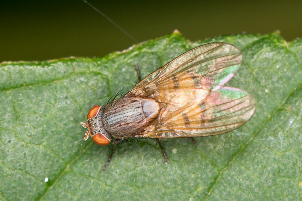 Minettia fasciata 
Zakole Wawerskie, Warszawa 
owady, muchówki