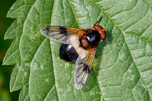 trzmielówka leśna 
Volucella pellucens 
pellucid fly 
Zakole Wawerskie, Warszawa 
owady, muchówki, bzygowate
