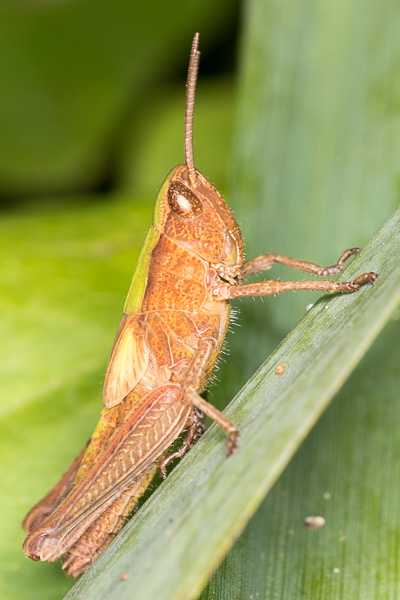 konik osiodłany 
Chorthippus dorsatus 
steppe grasshopper 
Zakole Wawerskie, Warszawa 
owady, prostoskrzydłe