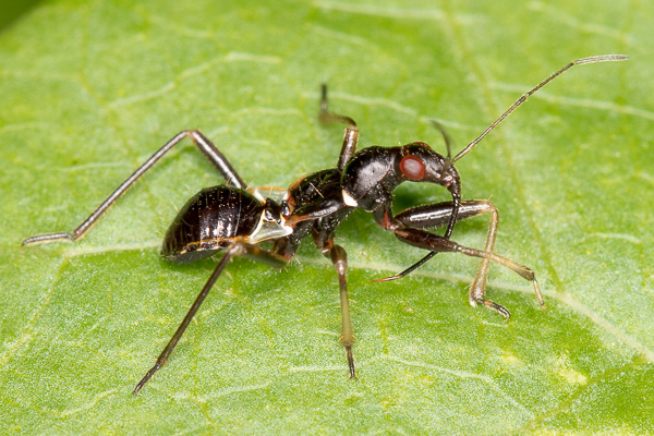 zażartka mrówkowata 
Himacerus mirmicoides 
ant damsel bug 
Zakole Wawerskie, Warszawa 
owady, pluskwiaki