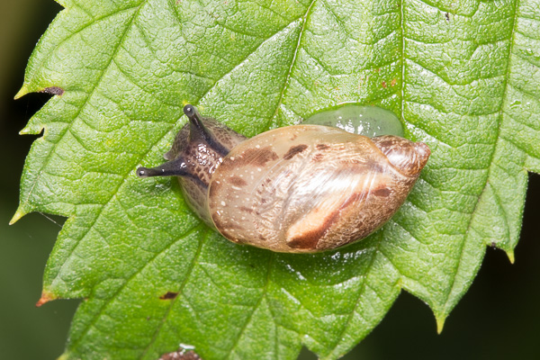 bursztynka 
Succinea sp. 
amber snail 
Zakole Wawerskie, Warszawa 
mięczaki, ślimaki