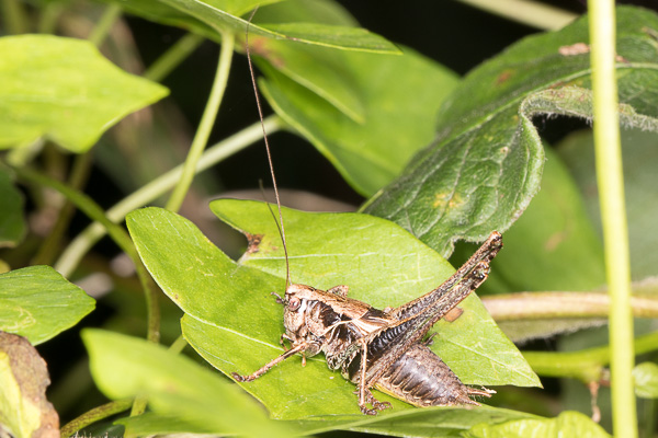 podkrzewin szary 
Pholidoptera griseoaptera 
dark bush-cricket 
Zakole Wawerskie, Warszawa 
owady, prostoskrzydłe