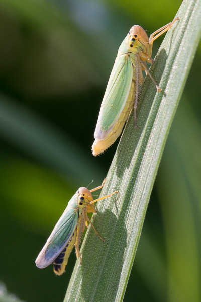 skoczek sadowiec, prawdopodobnie 
Cicadella viridis 
green leafhoppers, probably 
Zakole Wawerskie, Warszawa 
owady, pluskwiaki