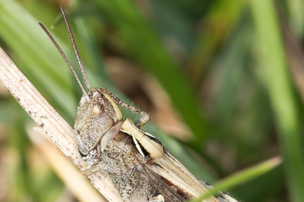 Konik polny Chorthippus sp. z grupy biguttulus 
grasshopper Chorthippus sp. from the biguttulus group 
Zakole Wawerskie, Warszawa 
owady, prostoskrzydłe