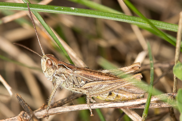 konik sucholubny 
Chorthippus mollis 
lesser field grasshopper 
Zakole Wawerskie, Warszawa 
owady, prostoskrzydłe