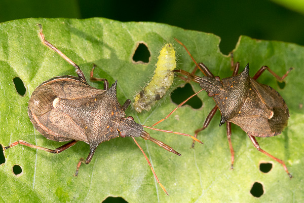 zbrojec dwuzębny 
Picromerus bidens 
spiny shieldbug 
Zakole Wawerskie, Warszawa 
owady, pluskwiaki