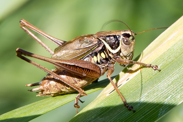 podłatczyn Roesela (łąkowy) 
Metrioptera roeselii 
Roesel's bush-cricket 
Zakole Wawerskie, Warszawa 
owady, prostoskrzydłe