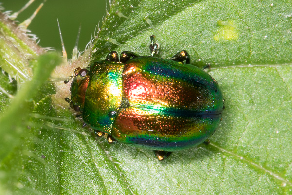 złotka jasnotowa 
Chrysolina fastuosa 
dead-nettle leaf beetle 
Zakole Wawerskie, Warszawa 
owady, chrząszcze