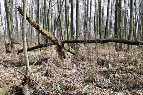 martwe drewno 
dead wood 
Zakole Wawerskie, Warszawa