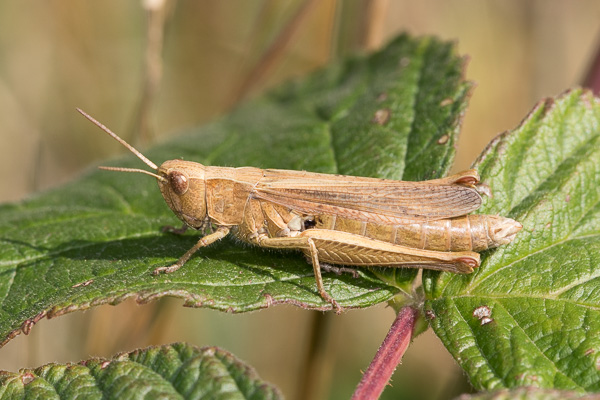 Chorthippus dorsatus 
Chorthippus dorsatus 
Zakole Wawerskie, Warszawa 
owady