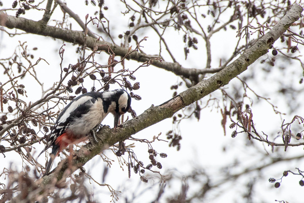 dzięcioł duży 
Dendrocopos major 
great spotted woodpecker 
Warszawa, Zakole Wawerskie 
ptaki