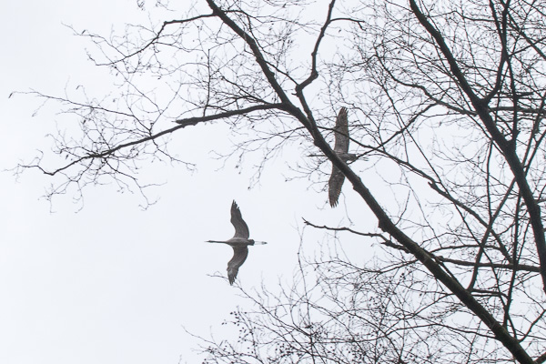 żuraw zwyczajny 
Grus grus 
common crane 
Warszawa, Zakole Wawerskie 
ptaki