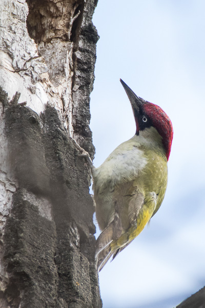 dzięcioł zielony 
Picus viridis 
Eurasian green woodpecker 
Warszawa, Zakole Wawerskie 
ptaki