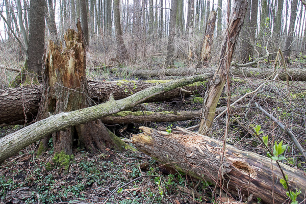 martwe drewno, złomy 
dead wood 
Zakole Wawerskie, Warszawa