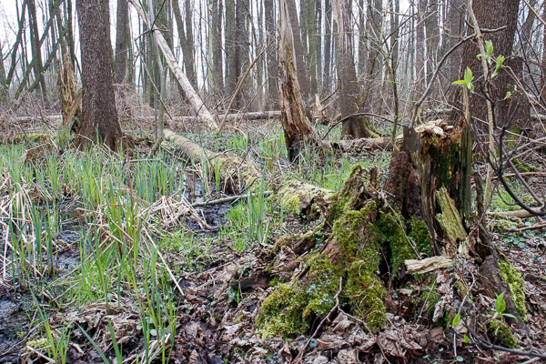 martwe drewno, złomy 
dead wood 
Zakole Wawerskie, Warszawa