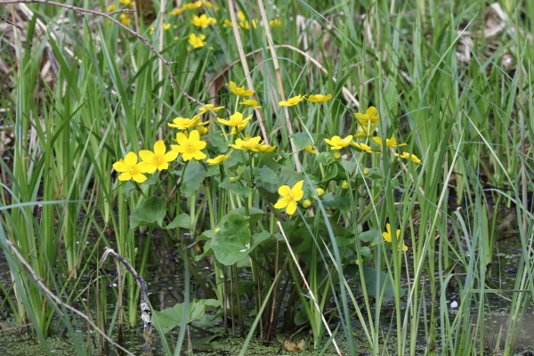 kaczeniec, knieć błotna 
Caltha palustris 
marsh-marigold 
Zakole Wawerskie, Warszawa 
rośliny